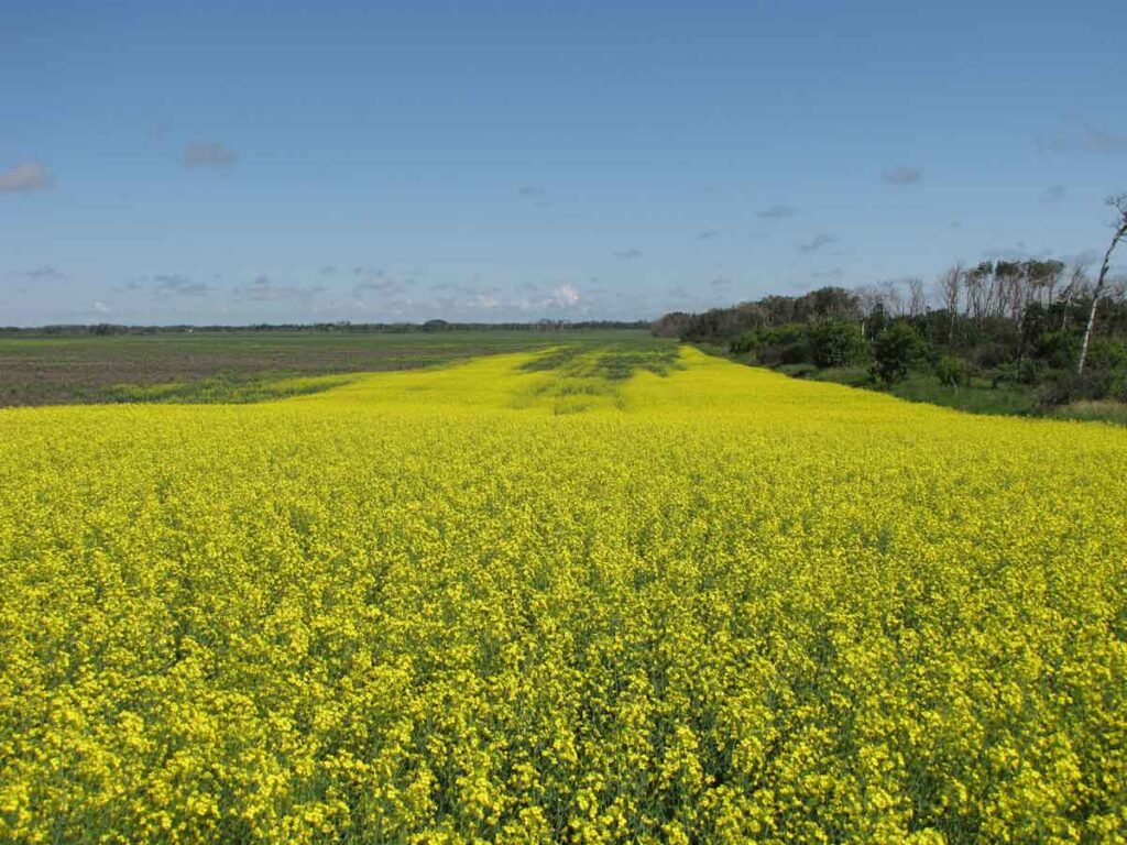 canola-field-forensic-crop-investigation-saskatchewan