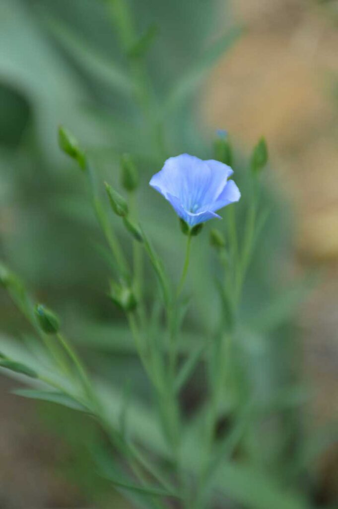 flax in bloom dorana popa photo credit